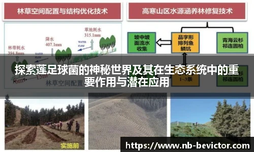 探索莲足球菌的神秘世界及其在生态系统中的重要作用与潜在应用